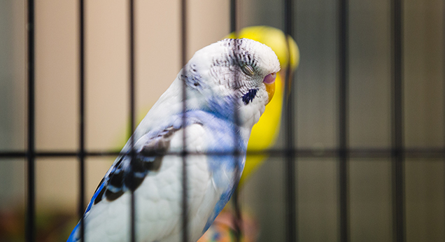 Keeping birds like these budgies safe